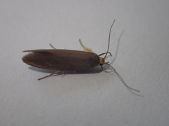 Crassa unitella