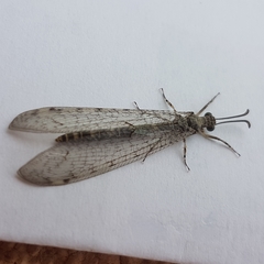 Neuroleon egenus