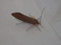 Crassa unitella
