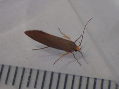 Crassa unitella