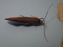 Crassa unitella