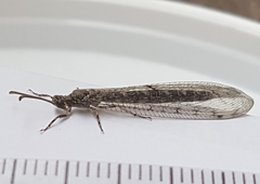 Neuroleon egenus
