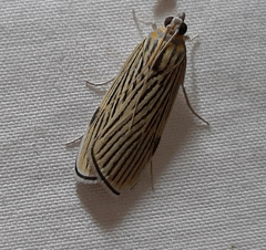Tyspanodes linealis