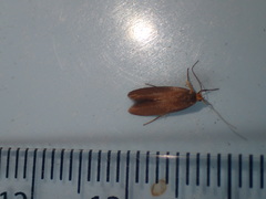 Crassa unitella