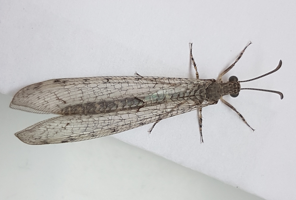 Neuroleon egenus