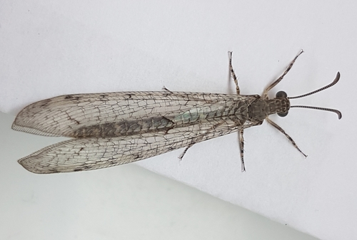 Neuroleon egenus