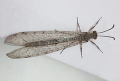 Neuroleon egenus