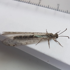 Neuroleon egenus