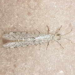 Neuroleon egenus