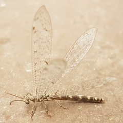 Neuroleon egenus