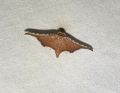 Hypolamprus angulalis