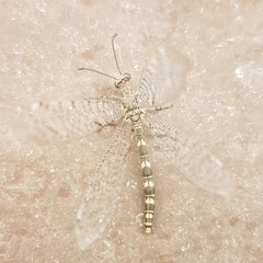 Neuroleon egenus