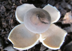 Geastrum dissimile