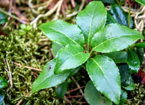 Vienašalė užgina nuotrauka