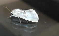 Noctuoidea