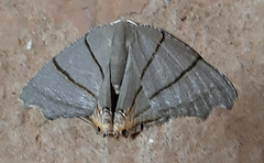 Orudiza protheclaria