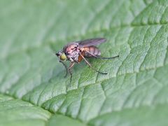 Dolichopus ungulatus