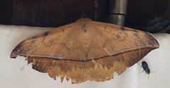 Hypopyra