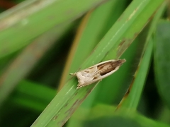 Ancylis apicella