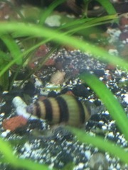 Anentome helena