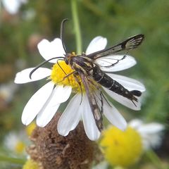 Pyropteron triannuliformis