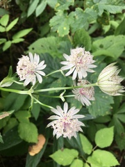 Astrantia major
