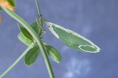 Liriomyza congesta
