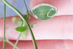 Liriomyza congesta
