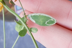 Liriomyza congesta