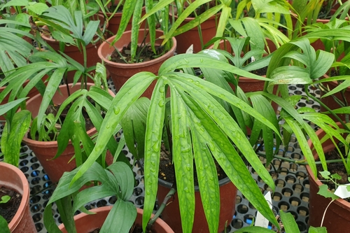 Amydrium zippelianum