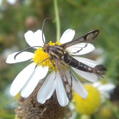 Pyropteron triannuliformis