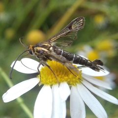 Pyropteron triannuliformis