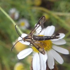 Pyropteron triannuliformis