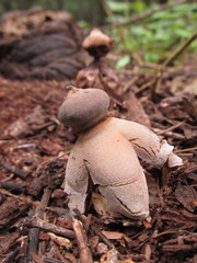 Geastrum dissimile
