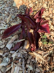 Kalanchoe sexangularis