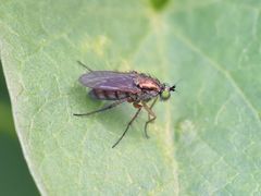 Dolichopus ungulatus