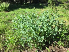 Mertensia paniculata borealis