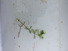 Myriophyllum triphyllum