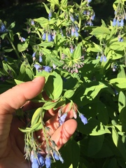 Mertensia paniculata borealis