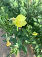 Oenothera