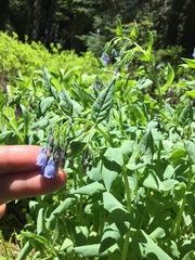 Mertensia paniculata borealis