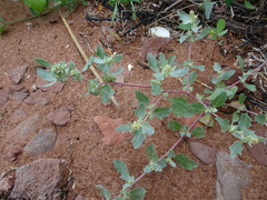 Atriplex laciniata