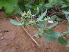 Atriplex laciniata