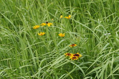 Rudbeckia hirta pulcherrima