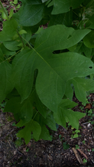 Liriodendron tulipifera