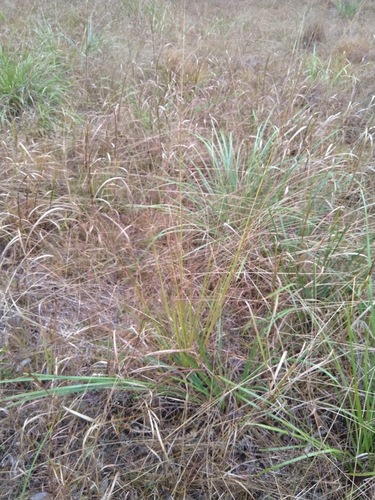 Giant rat's tail grass (Sporobolus natalensis)