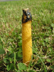Phallus aurantiacus