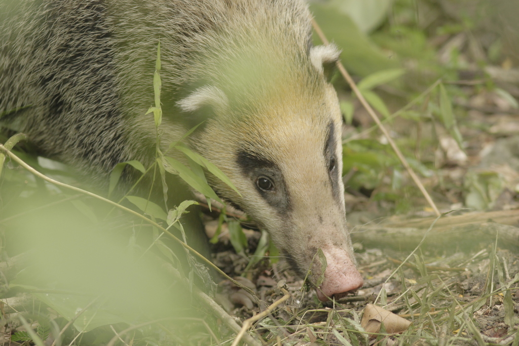 Greater Hog Badger In July 2012 By Wich'yanan L · INaturalist