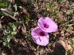 Convolvulus althaeoides althaeoides