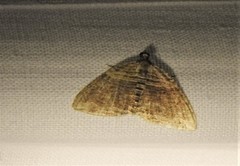 Anticlea multiferata